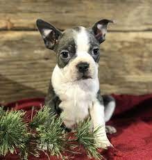 Fluffy Bostonterrier Boston Terrier Dog Breeder Lancaster Puppies