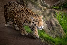 Tiger and leopard patterns collection in different colors in flat style. Jaguar Animal Wallpapers Top Free Jaguar Animal Backgrounds Wallpaperaccess