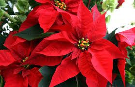Momentos especiales san valentin día del padre día de la madre cumpleaños. Flor De Pascua Cuidados Para Que Dure Mas Tiempo Y Vuelva A Florecer
