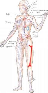 This article contains a list of organs of the human body. Primary Lymphoid Organs Heavy Chain 78 Steps Health