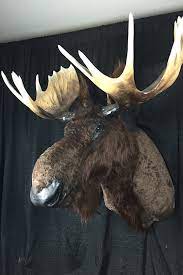 We did not find results for: Stuffed Moose Head Wall Mount Online Shopping Mall Find The Best Prices And Places To Buy