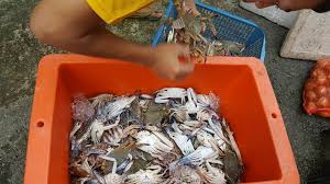 Contextual translation of kehidupan laut into english. Hari Ni Bina Rumah English Cottage Attic Ibs Concept Facebook