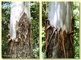 Image result for Brachystegia torrei