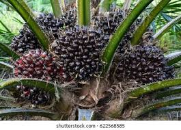 Image result for Elaeis