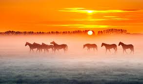 960x854 horses in the sunset on the beach amazing wallpapers. Horses Sunset 4k Hd Animals 4k Wallpapers Images Backgrounds Photos And Pictures