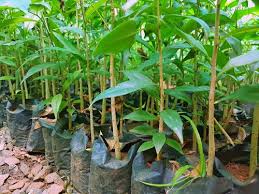 23m & 19m & 18.8m & 18m & 14.5m 5 different 3d models of each. Agar Wood Tree Plant At Rs 60 No Agar Plant Id 20548577788