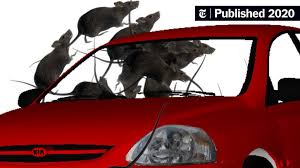 We did not find results for: Rats In Cars It S An Alternate Side Parking Surprise The New York Times