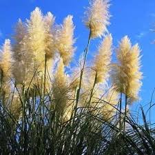 Jun 29, 2020 · beside above, how do you grow pampas grass? Cortaderia Selloana Pampas Grass Pink 300 Seeds Or White Etsy In 2021 Cortaderia Ornamental Grasses Cortaderia Selloana