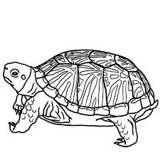 See our collection of turtle coloring pages below. Turtle Turtle Hide His Head Coloring Page Turtle Coloring Pages Bird Coloring Pages Animal Coloring Pages
