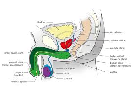 Download male anatomy diagram wallpaper and image with high quality? A Crash Course On The Male Reproductive System The Swaddle