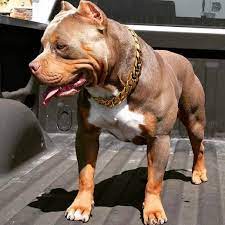Sow Nice Check Out Http Www Upscaledogtoys Com Excellent Dog Toys At A Great Price Visit Our Sister Site Htt Pitbulls Pitbull Terrier Bully Breeds Dogs