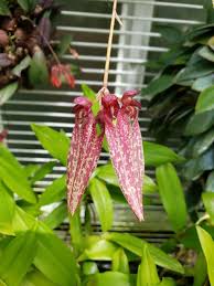 Image result for Bulbophyllum longiflorum