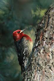 Birds Of Western Washington Red Breasted Sapsucker Beautiful Birds Rare Birds Wild Birds