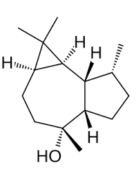 Image result for Pegolettia retrofracta