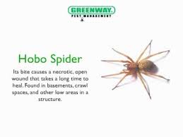 Common House Spiders In Utah Architectural Designs