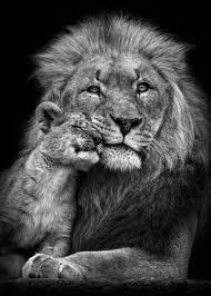 Baby Black And White Lion Pictures Lion With Baby Lion Poster Poster Print By Mk5 Studio Displate In 2020 Black And White Lion Lion Poster Baby Lion