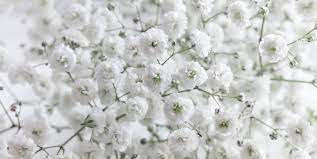 Check spelling or type a new query. Gypsophila Baby S Breath Plant Care Tips Horticulture Co Uk