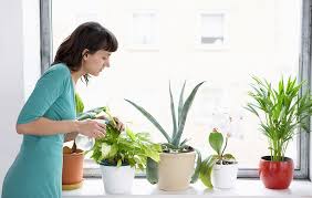 Flowering houseplants will brighten your home, but there's a big difference between keeping a plant alive and actually getting it to flower. 10 Low Maintenance Houseplants You Only Have To Water Once A Month Prevention