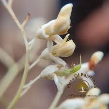 Image result for Phyllanthus mendesii