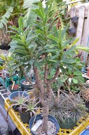 Image result for Monadenium torrei
