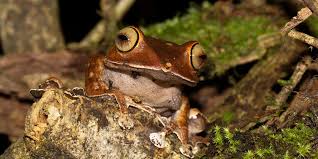 Image result for Nesogenes madagascariensis