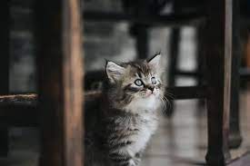 pixabay de ucretsiz goruntuler kedi evde beslenen hayvan hayvan kedi evcil hayvanlar