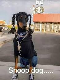 Convert dogecoin (doge) to indonesian rupiah (idr). Pin By Builditgirl On Holiday Pets No Pin Limits Snoop Dog Funny Dog Captions Dogs