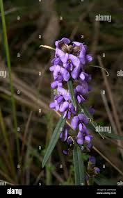 Image result for Cyanotis longifolia