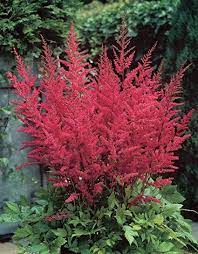 Astilbe Arendsii Granat Astilbe Plant In 10 5cm Pot Flowers List Of Flowers Seasonal Flowers