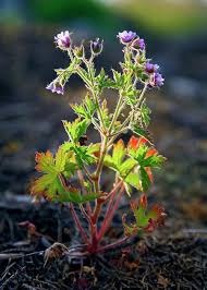 Image result for Geranium bohemicum Orhcid Blue