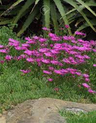 We did not find results for: A Field Of Nice Purple Flowers On Succulent Plants Stock Photo Picture And Royalty Free Image Image 961106