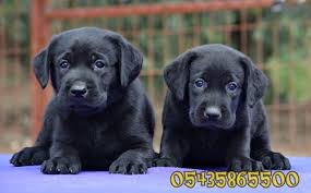 Siyah Labrador Yavru Labrador Retriever Turkey Https Www Yavrulabrador Com Siyah Labrador Yavrulari Html Labrador Retriever Labrador Yavrulari Retriever