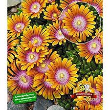 Baldur Garten Bodendecker Delosperma 39 Fire Spinner 39 Eisblumen 3 Pflanzen Winterhart Steingarten Pflanzen Bodendecker Mittagsblume