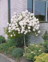 Photo Boule De Neige Sur Tige Viorne Boule De Neige Boule De Neige Arbuste