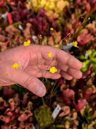 Image result for Utricularia subulata