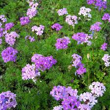 Image result for Verbena × teasii