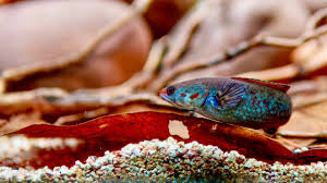 Image result for Pachycarpus lineolatus