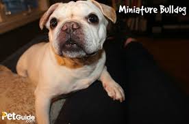 Besides that, high instances of cancer lead to death in bulldogs. Miniature Bulldog Dog Breed Health Training Feeding Temperament And Puppies Petguide