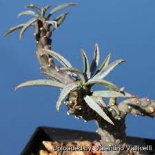 Image result for Euphorbia duseimata