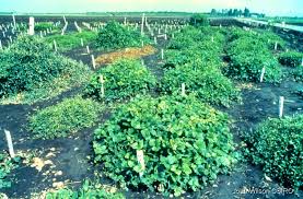 Image result for Neustanthus