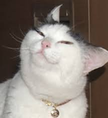 Images tagged deal with it. Cat Deal With It Gif By Haydiroket Find Share On Giphy