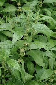 Image result for Parietaria