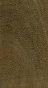 Image result for Lovoa swynnertonii