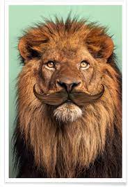 A large carnivorous feline mammal of africa and northwest india, having a short tawny coat, a tufted tail, and, in the male. Bearded Lion Poster Juniqe