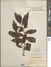 Image result for Bridelia atroviridis