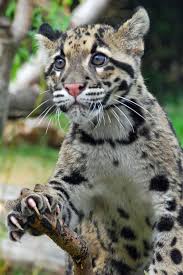 Sunda Clouded Leopard Vu Animals Wild Wild Cats Animals Beautiful