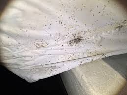 Image result for bed bugs droppings