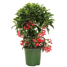 Image result for Ardisia