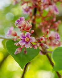 Image result for Averrhoa carambola