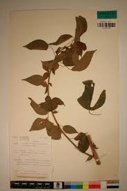 Image result for Acalypha ornata